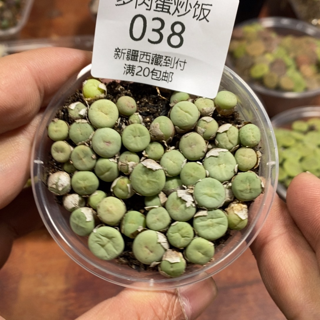 多肉蛋炒饭，感谢您相伴038