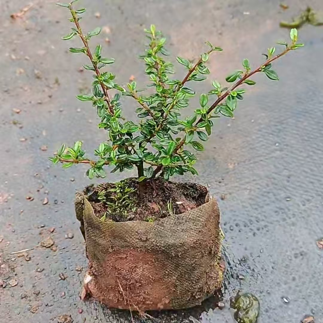 白紫檀素材通货 随机发货