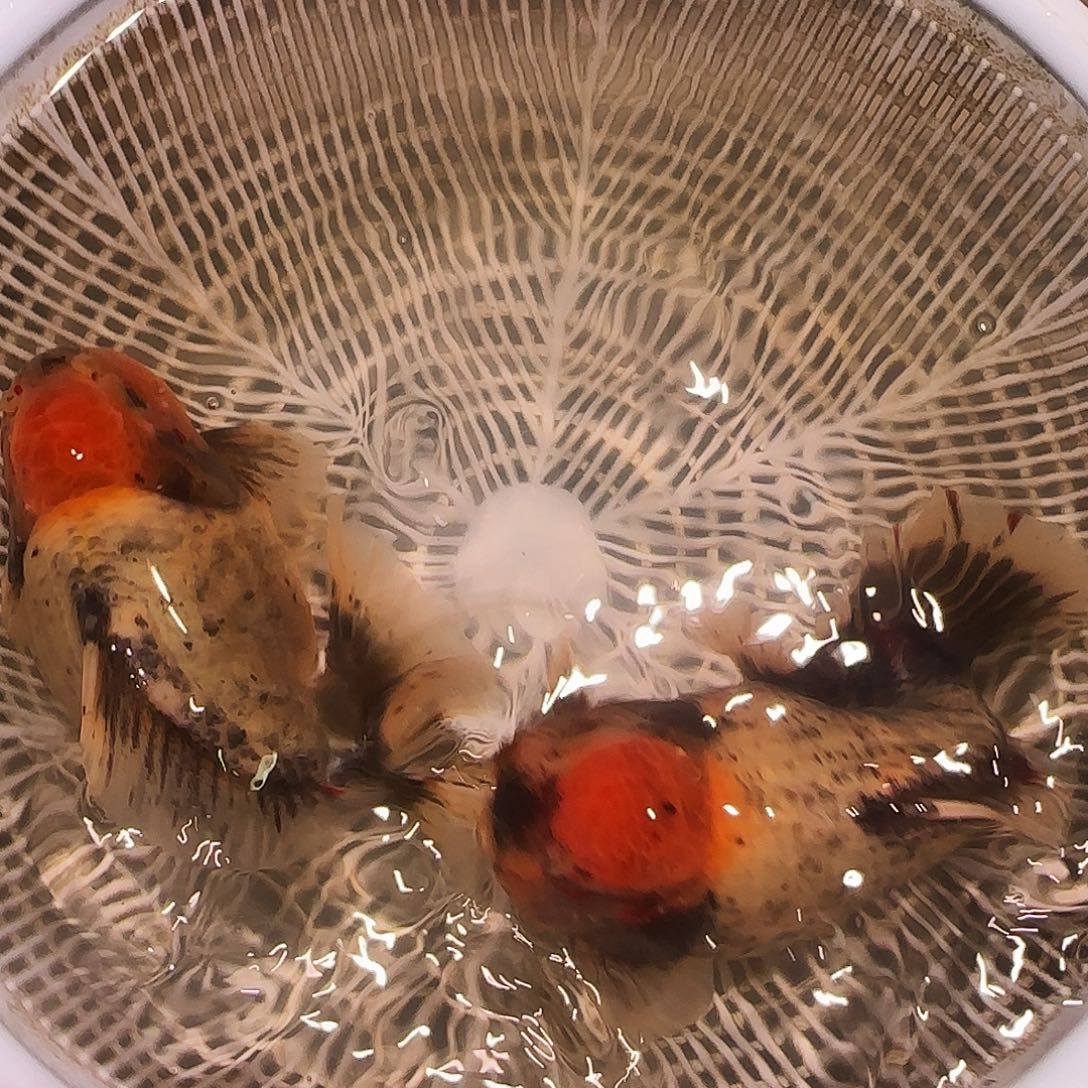 宇***，金鱼红红火火恍恍惚惚哈