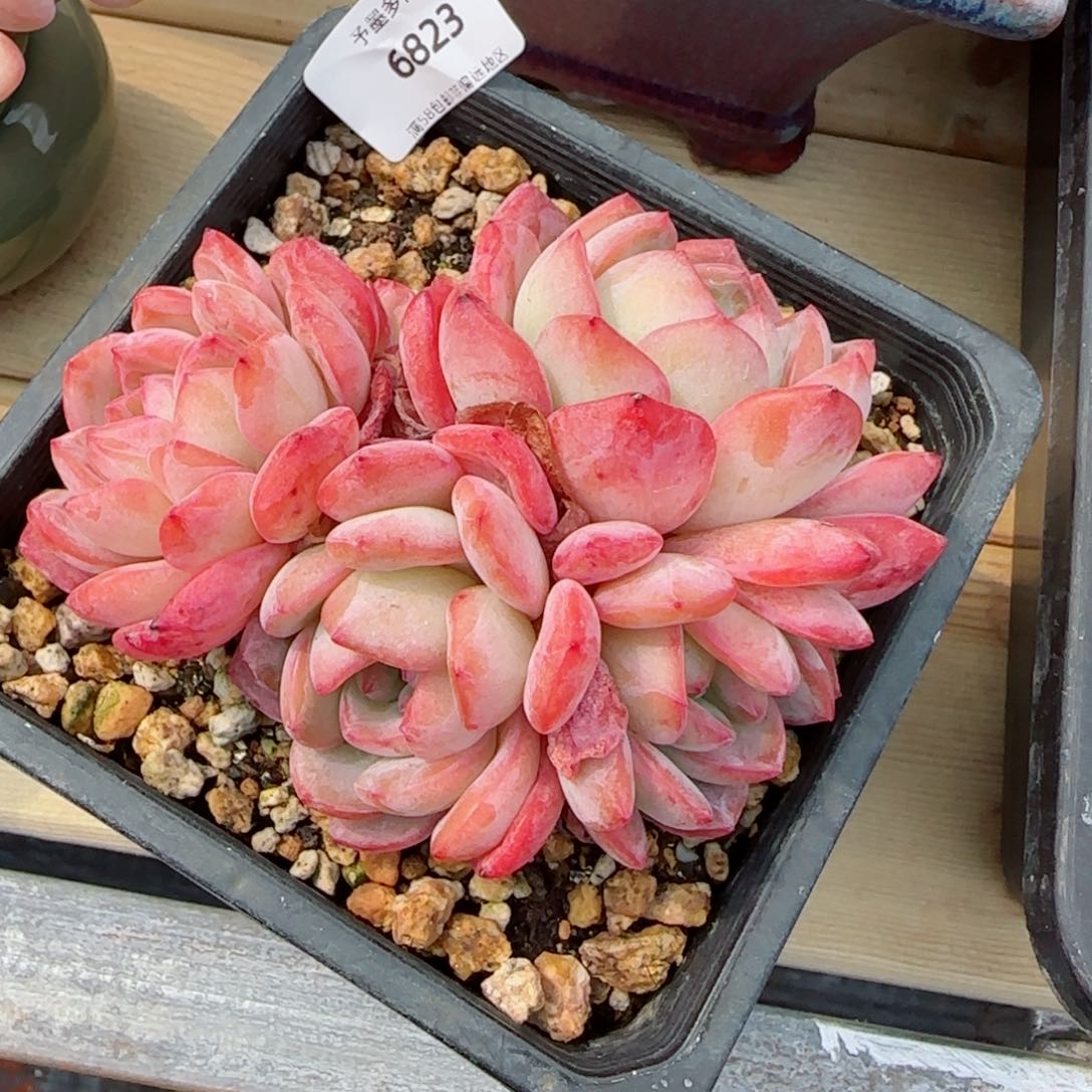 全明星群，6823多肉植物
