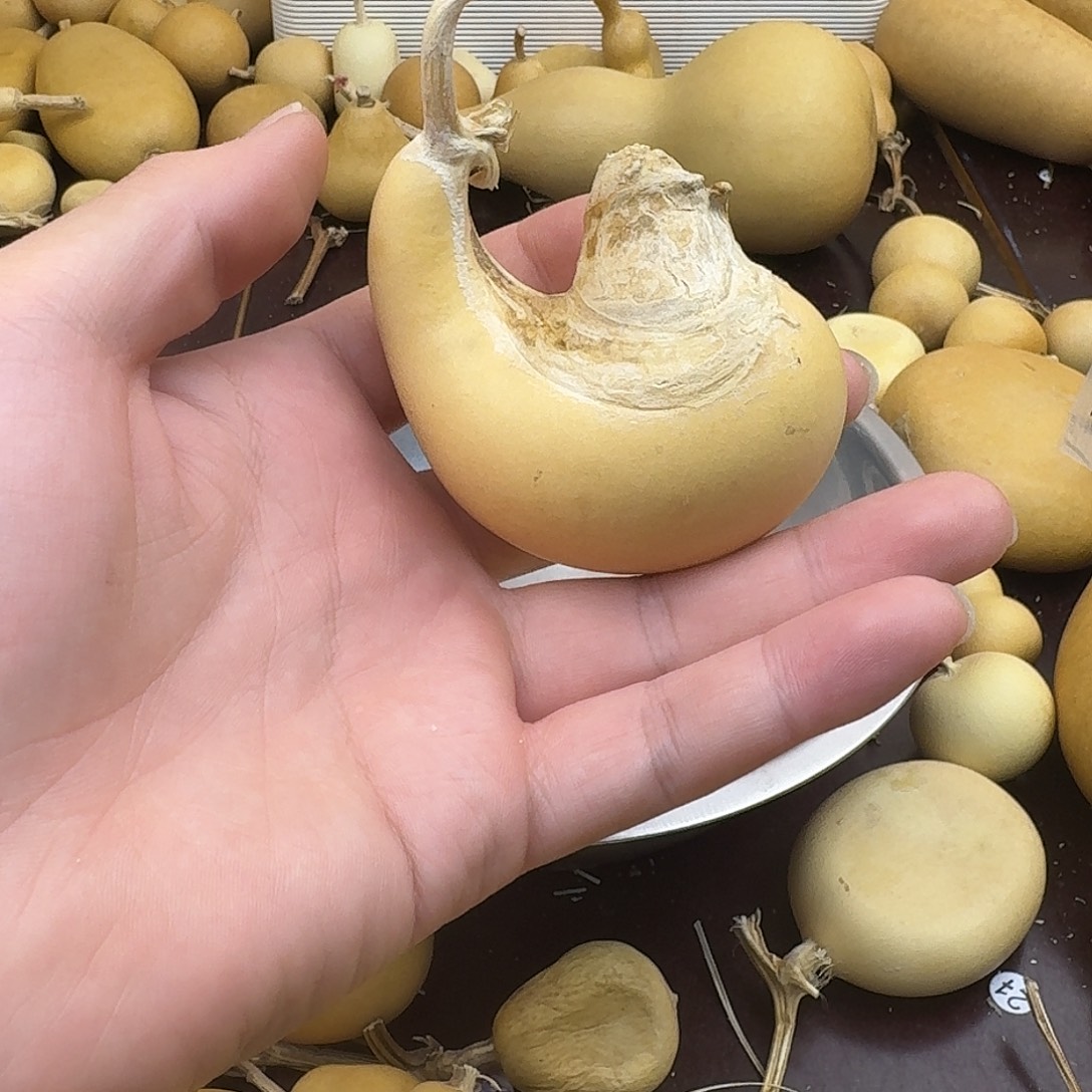 *****直播间葫芦专属链接9