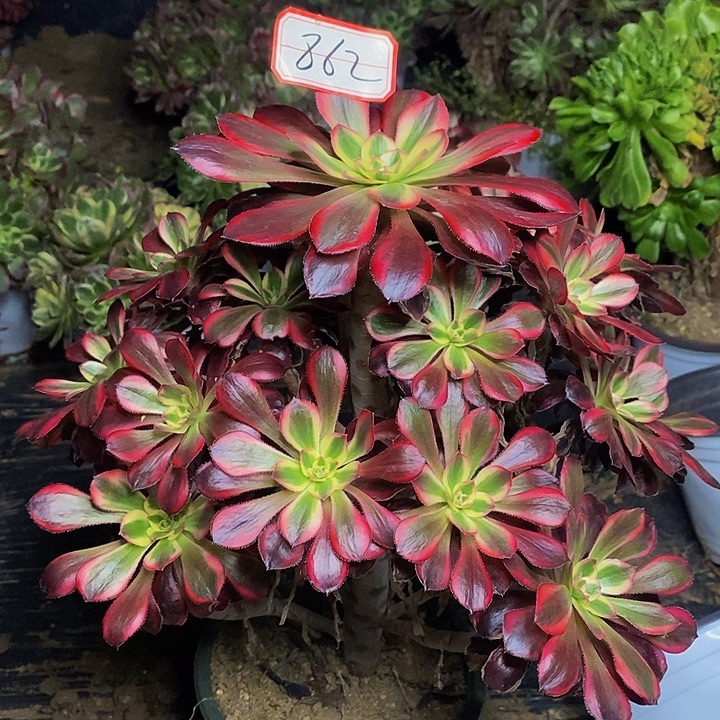 香奈儿丽娜老桩捧花862号