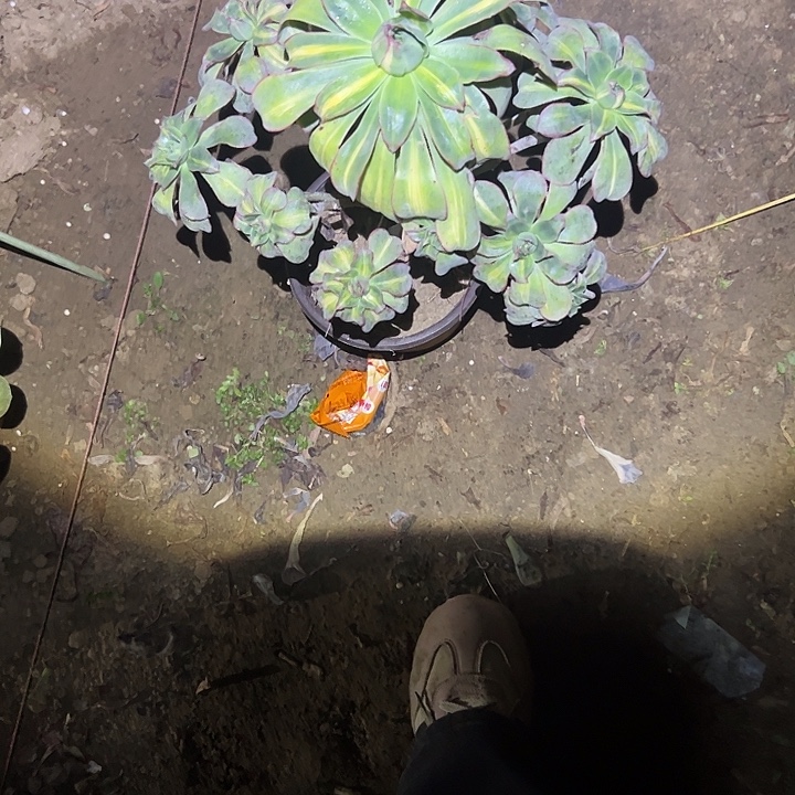 婉***不包侧枝一物一拍11