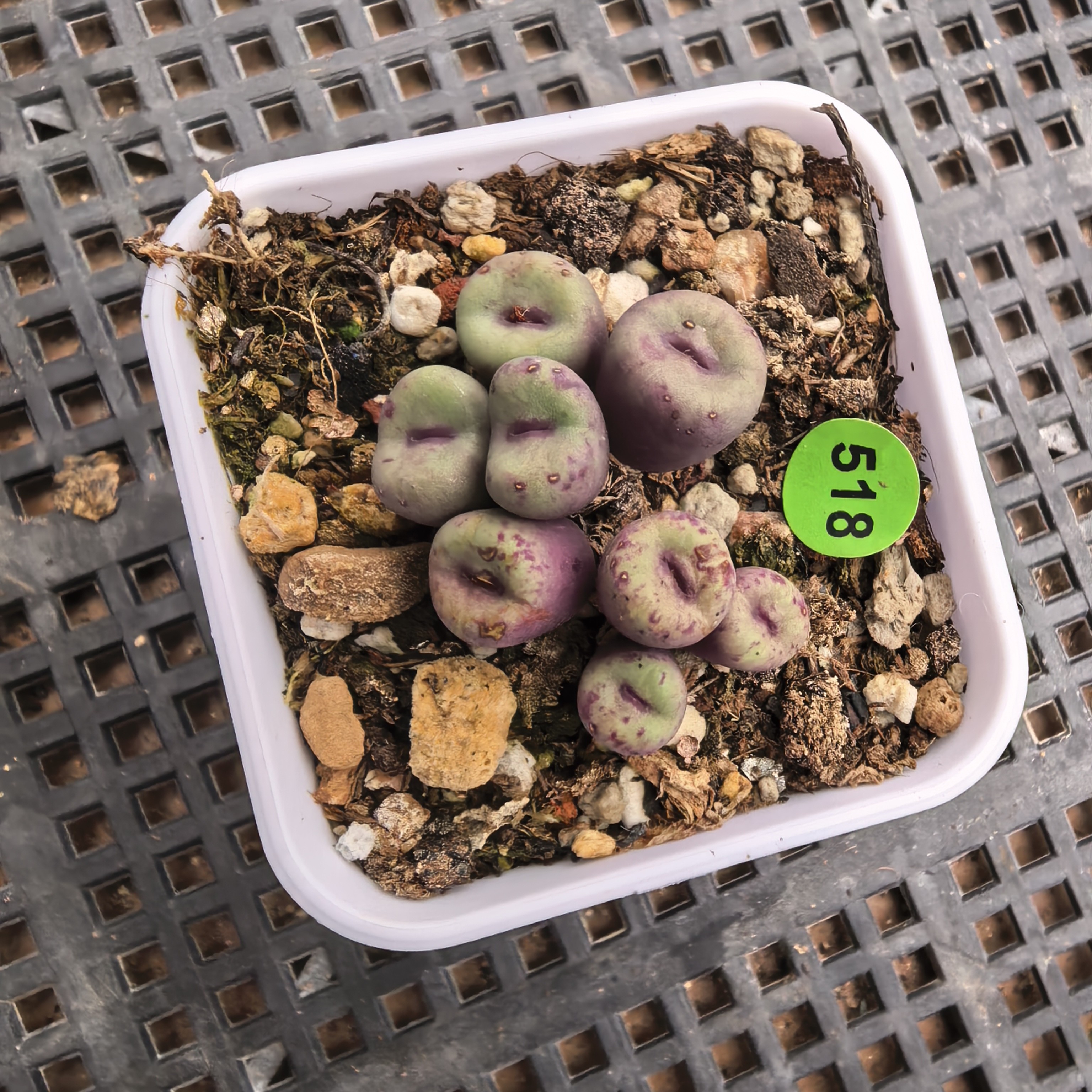 漂亮嘴8头带盆多肉518