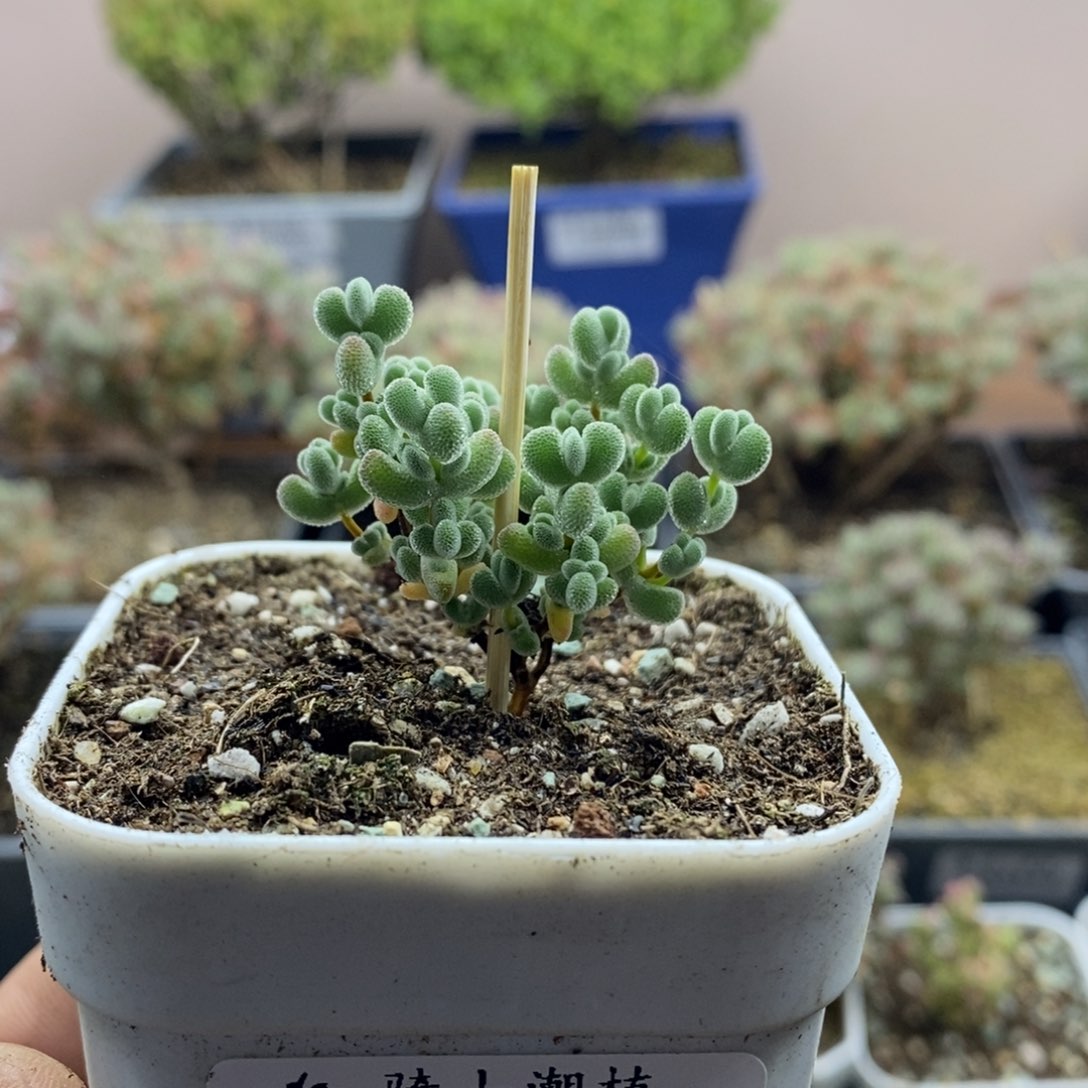 2177实生精控莱斯