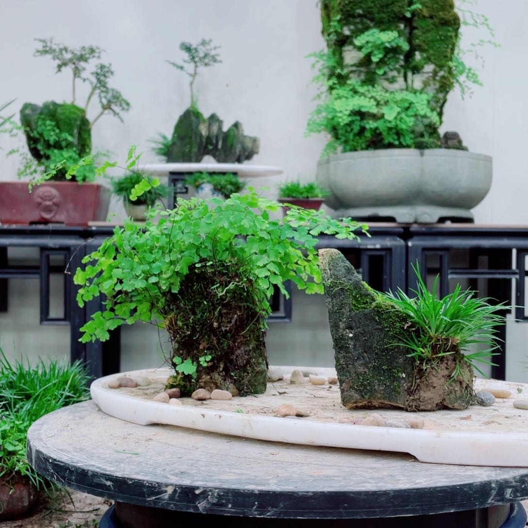 无铅玻璃J**n铁线蕨铁线蕨铁线蕨