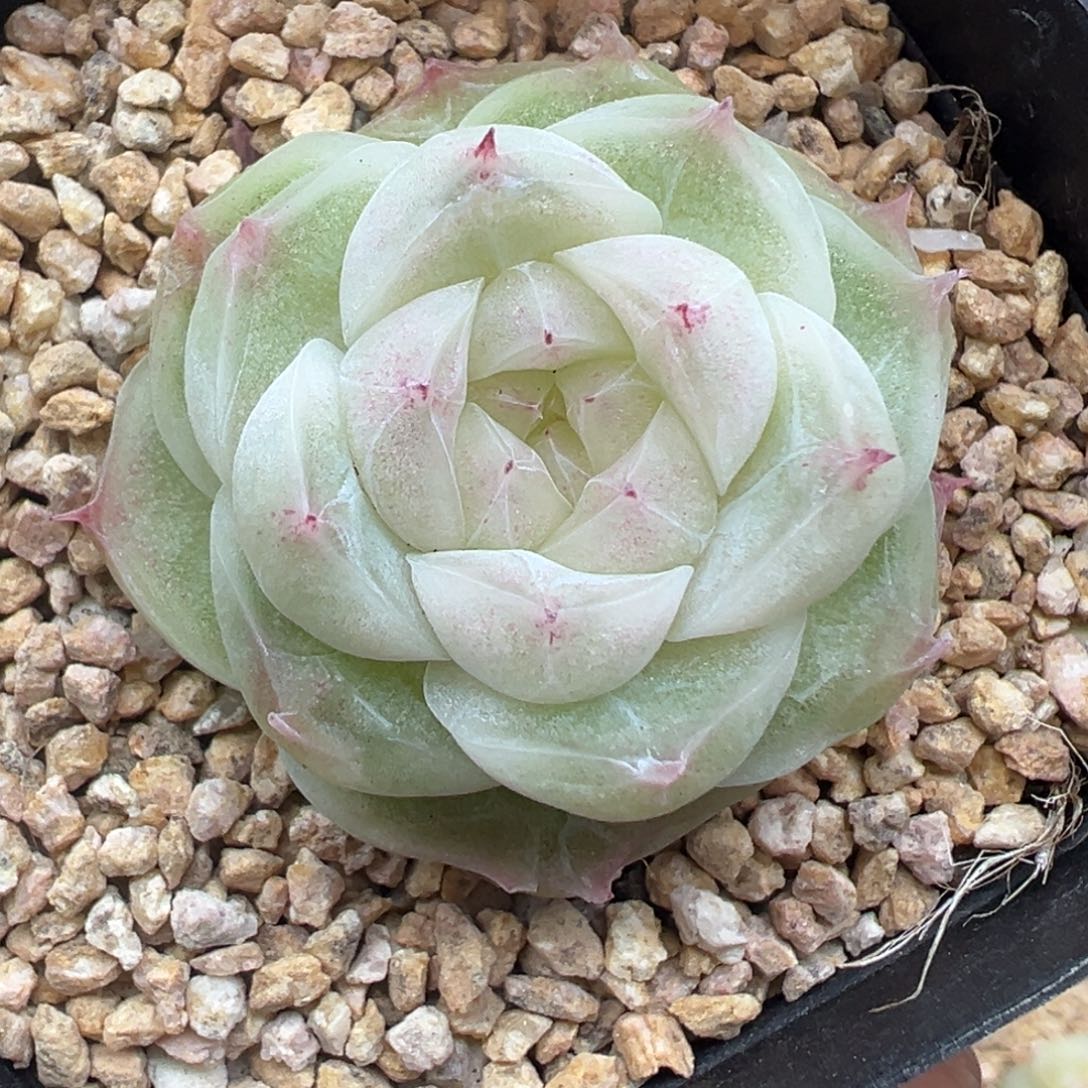 304号梨花白晗雨多肉