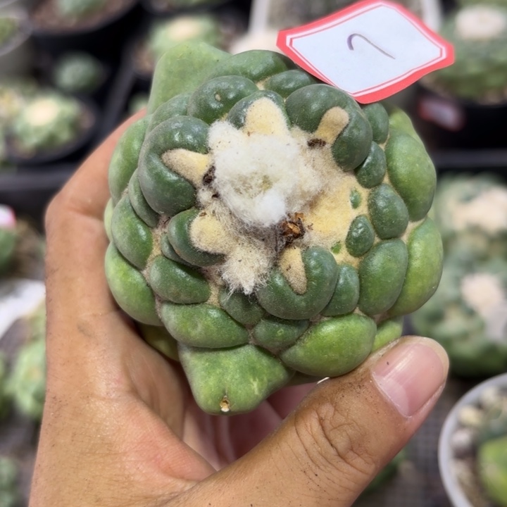 7无刺象牙好养皮实