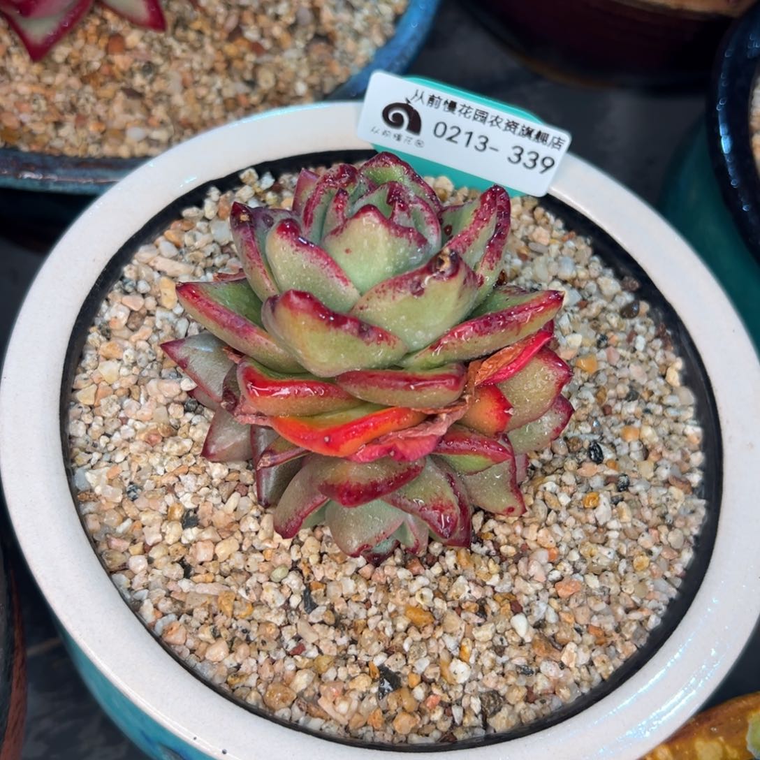 多肉一物一拍0213-339