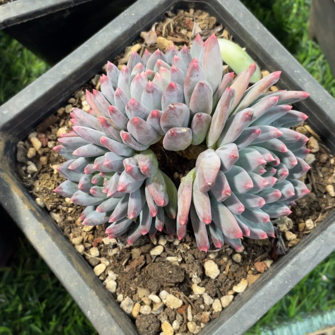 美人杂冠幅9 公分一物一拍