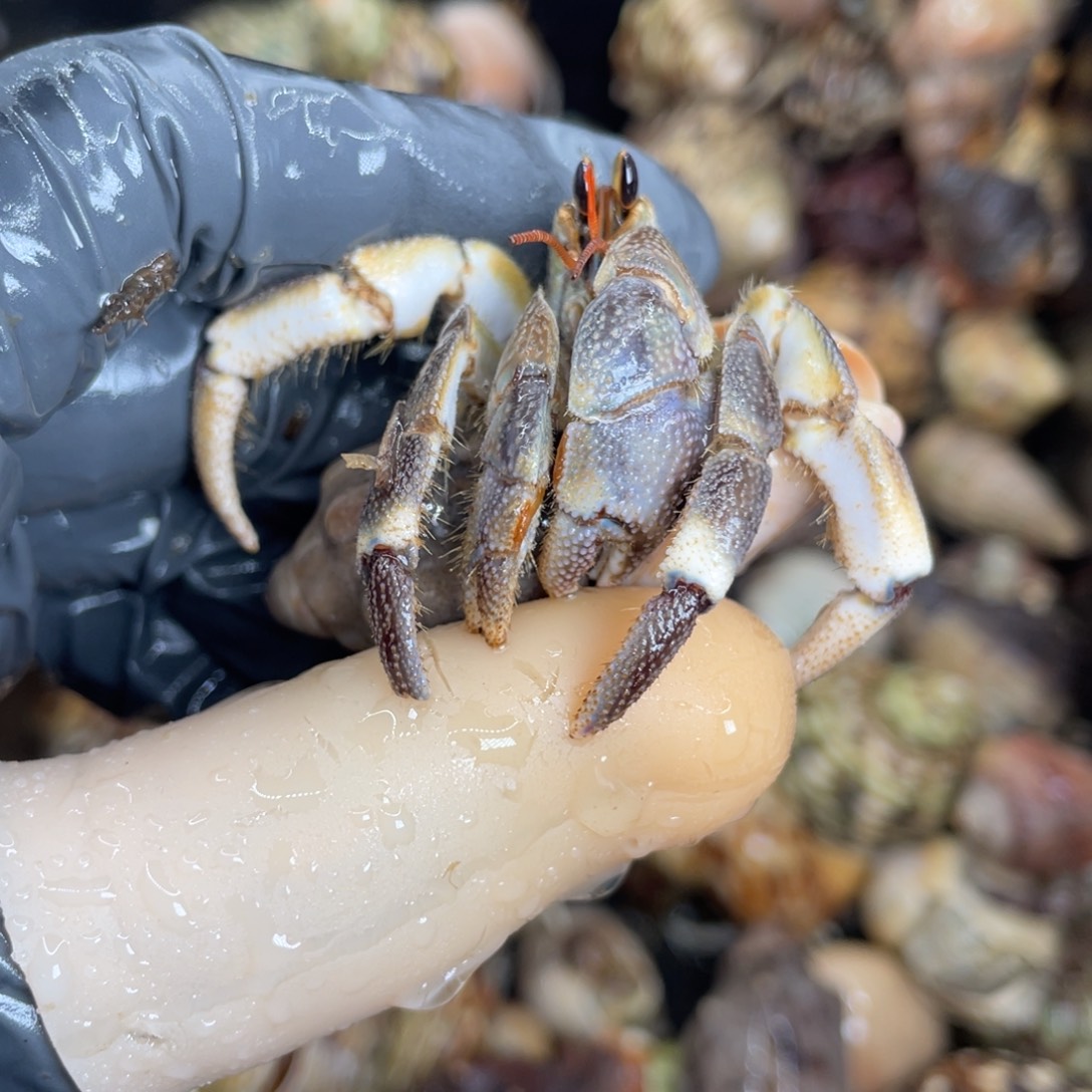 不退不换活体宠物105