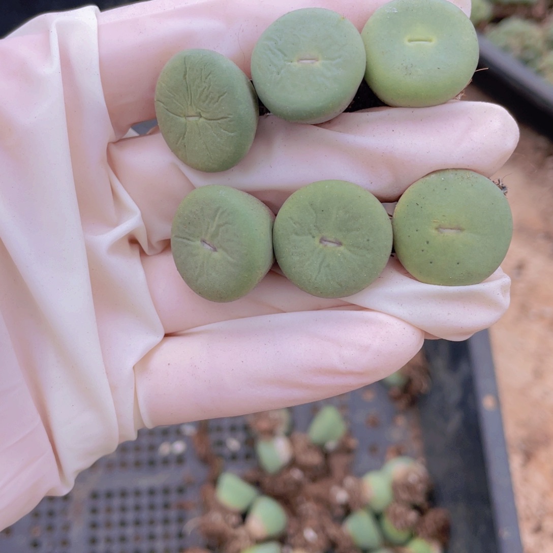 5颗小红嘴88800880000