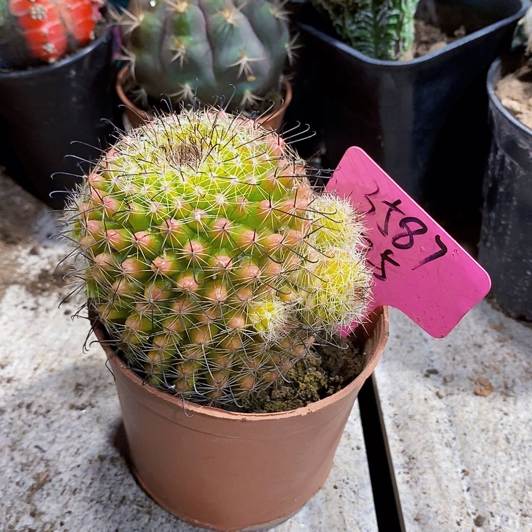 无花朵红娜纹11111111111个