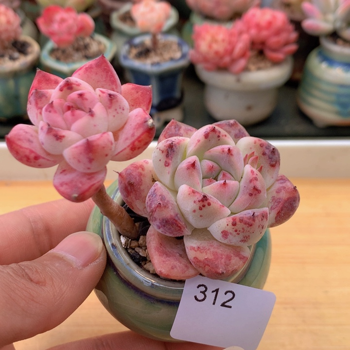 一物一拍满38包邮 312