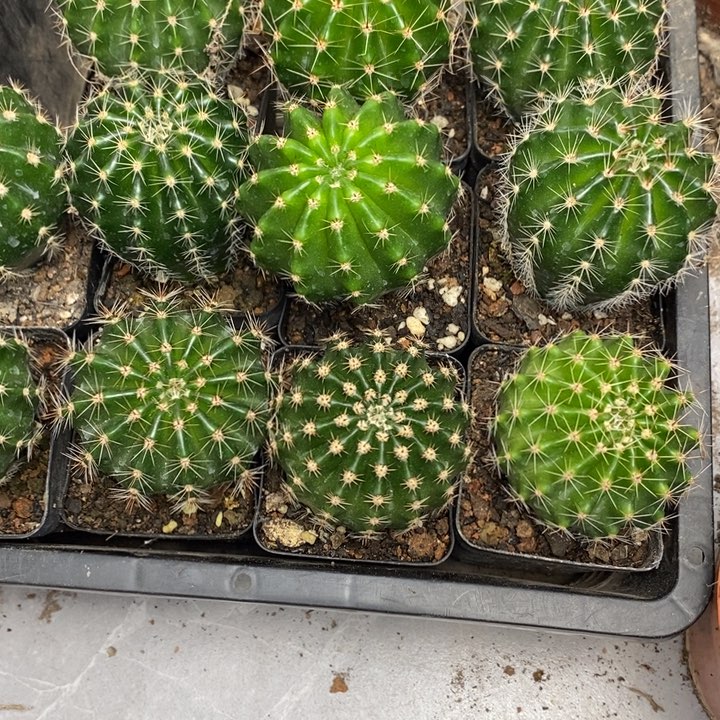 实生彩草5棵4公分左右