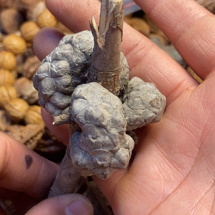 吊坠桃核东北我家98