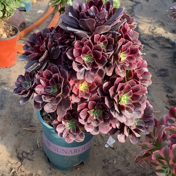 金丝雀多肉植物32
