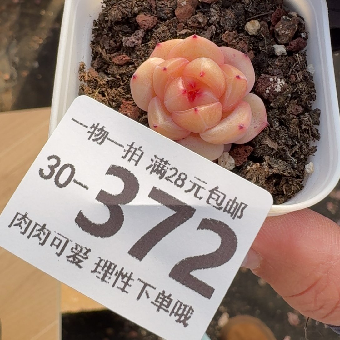 蜜桃甜心无盆土发货无