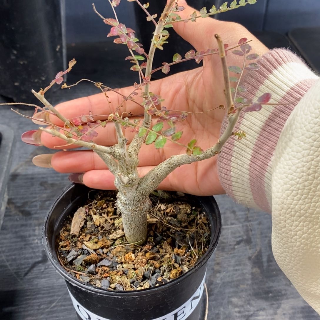 尼勒达乳香实生带盆