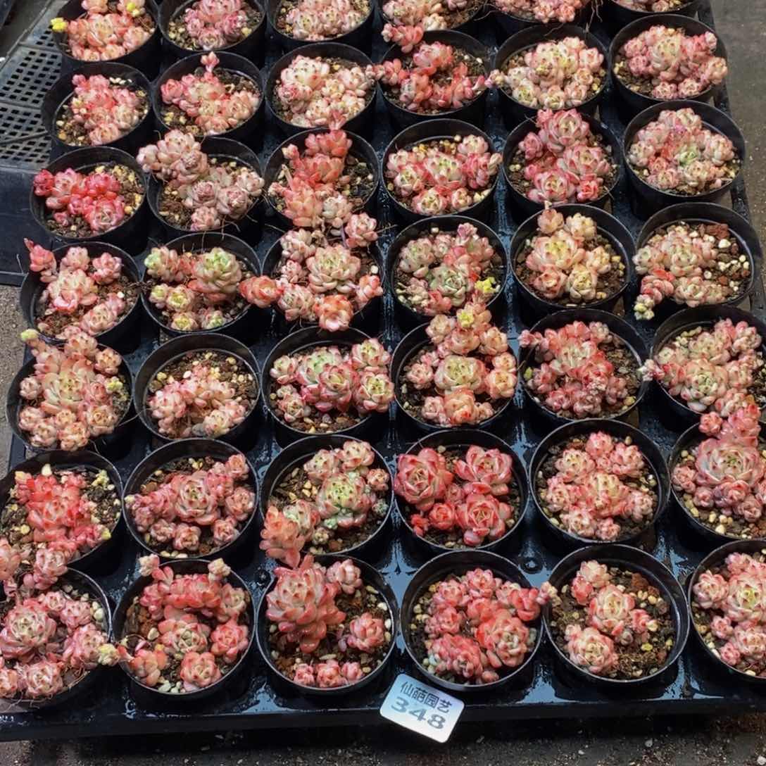 我****！348多人在一起了，我