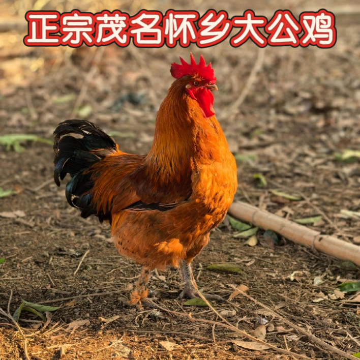 大坪生态【广东信宜三黄鸡一年大公鸡】新鲜营养健康美味散养跑山鸡