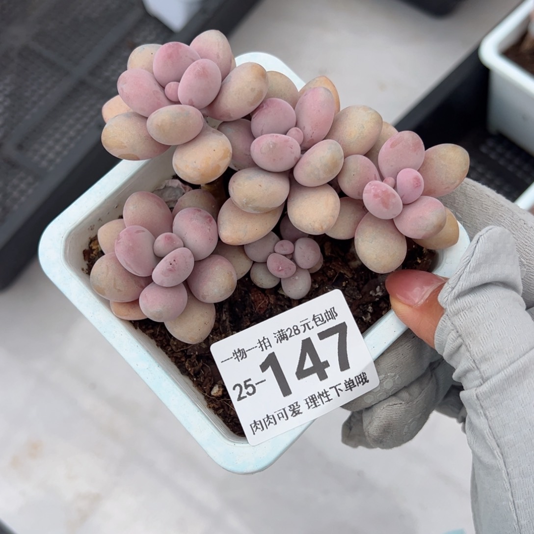 桃蛋多肉多肉多肉多肉多肉多肉