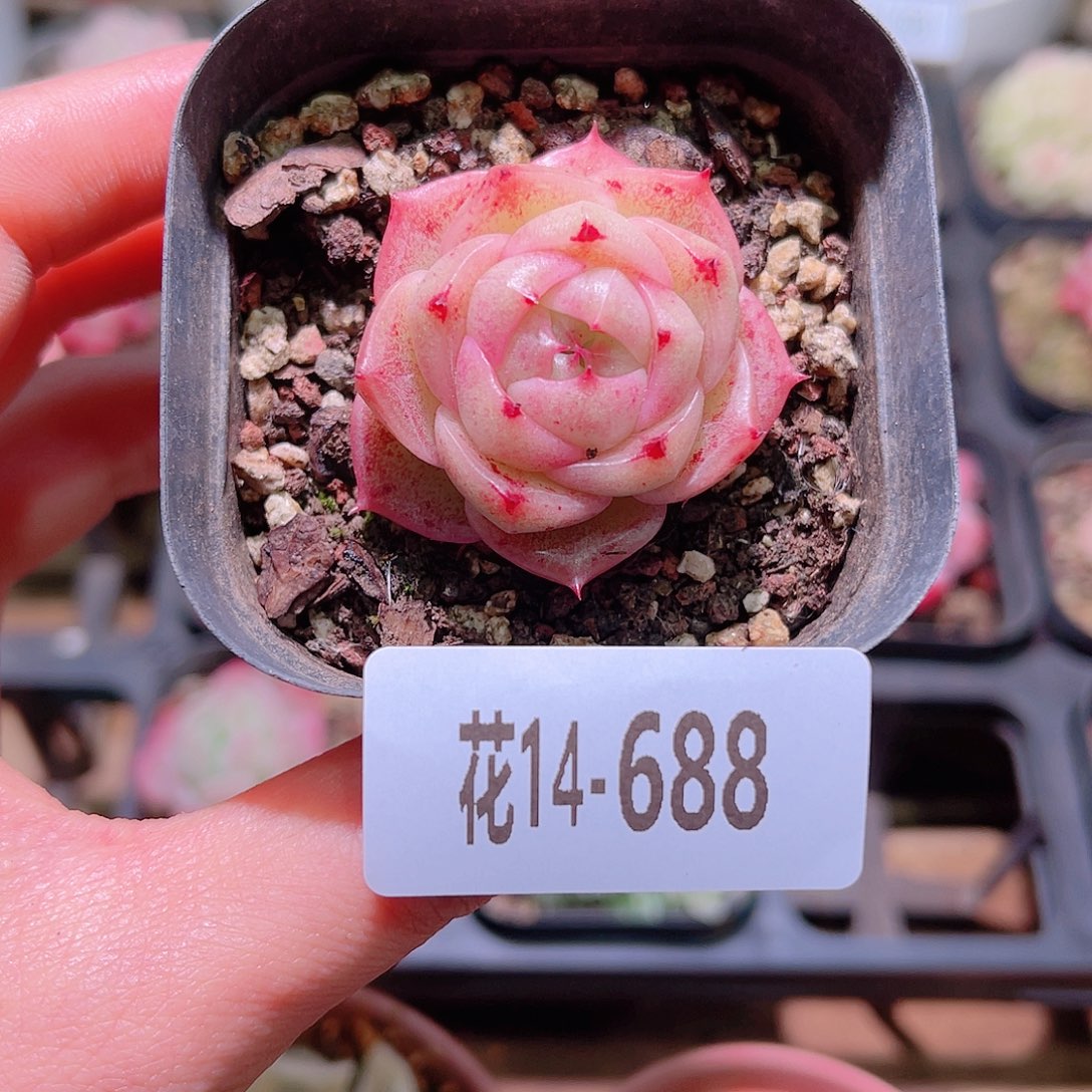 花利美14-688麦秆