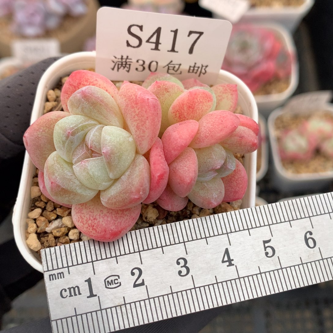 417。小脸糖心粉冰玉。