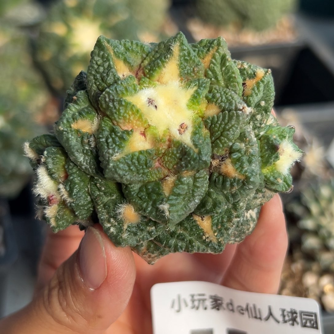559 落地无根 仙人球