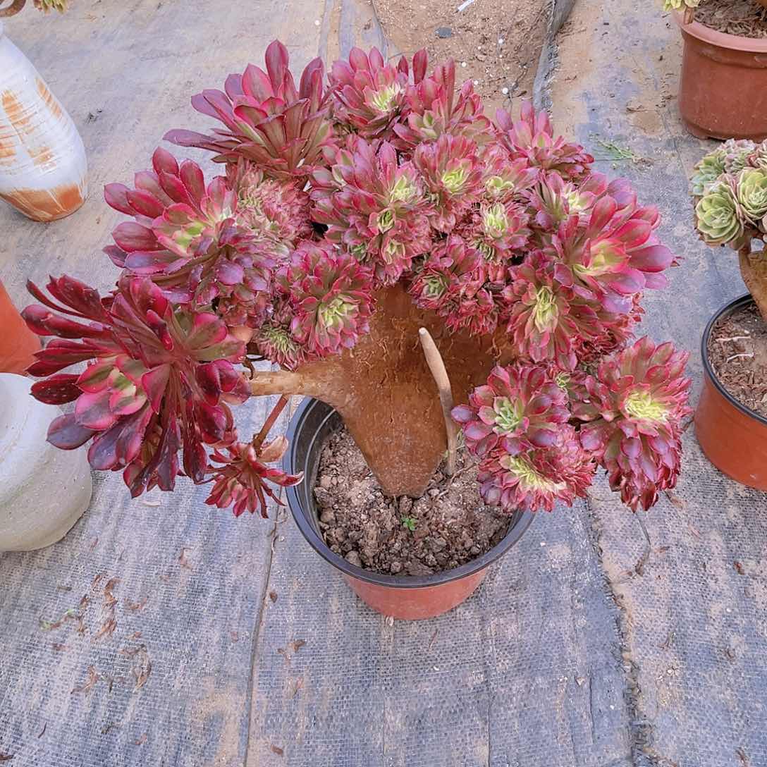 【闪购商品】无花朵红铜壶超白