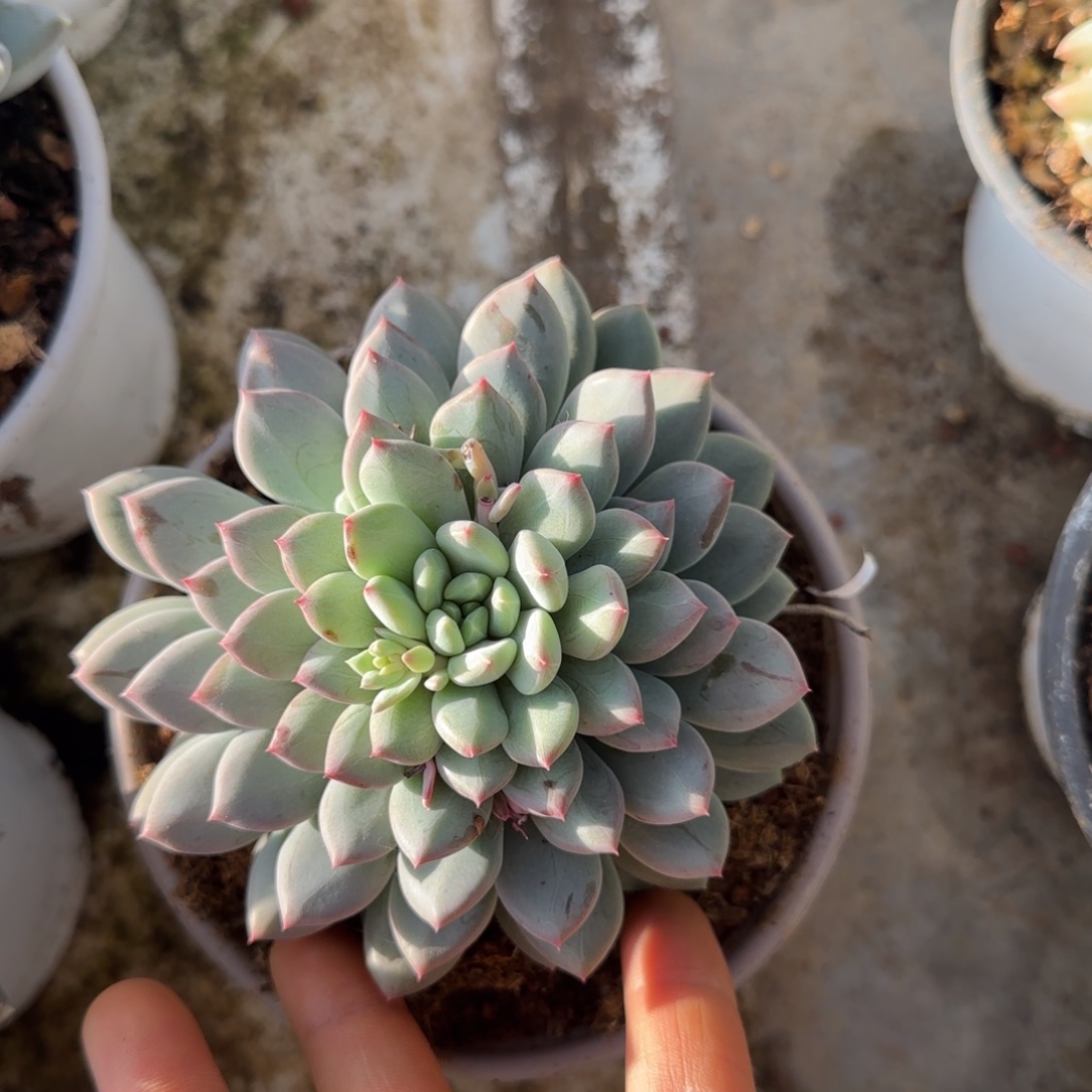 米***哥多肉植物多肉植物