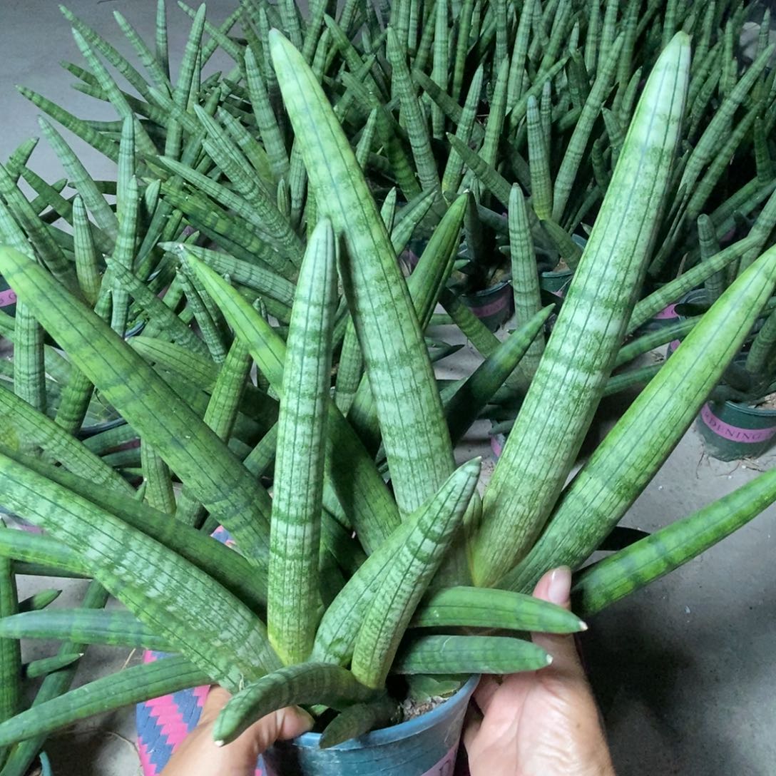 完全开放佛手兰招财手