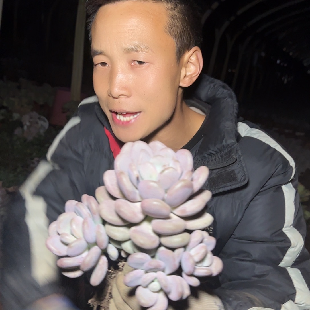 盆栽月美人多肉1棵