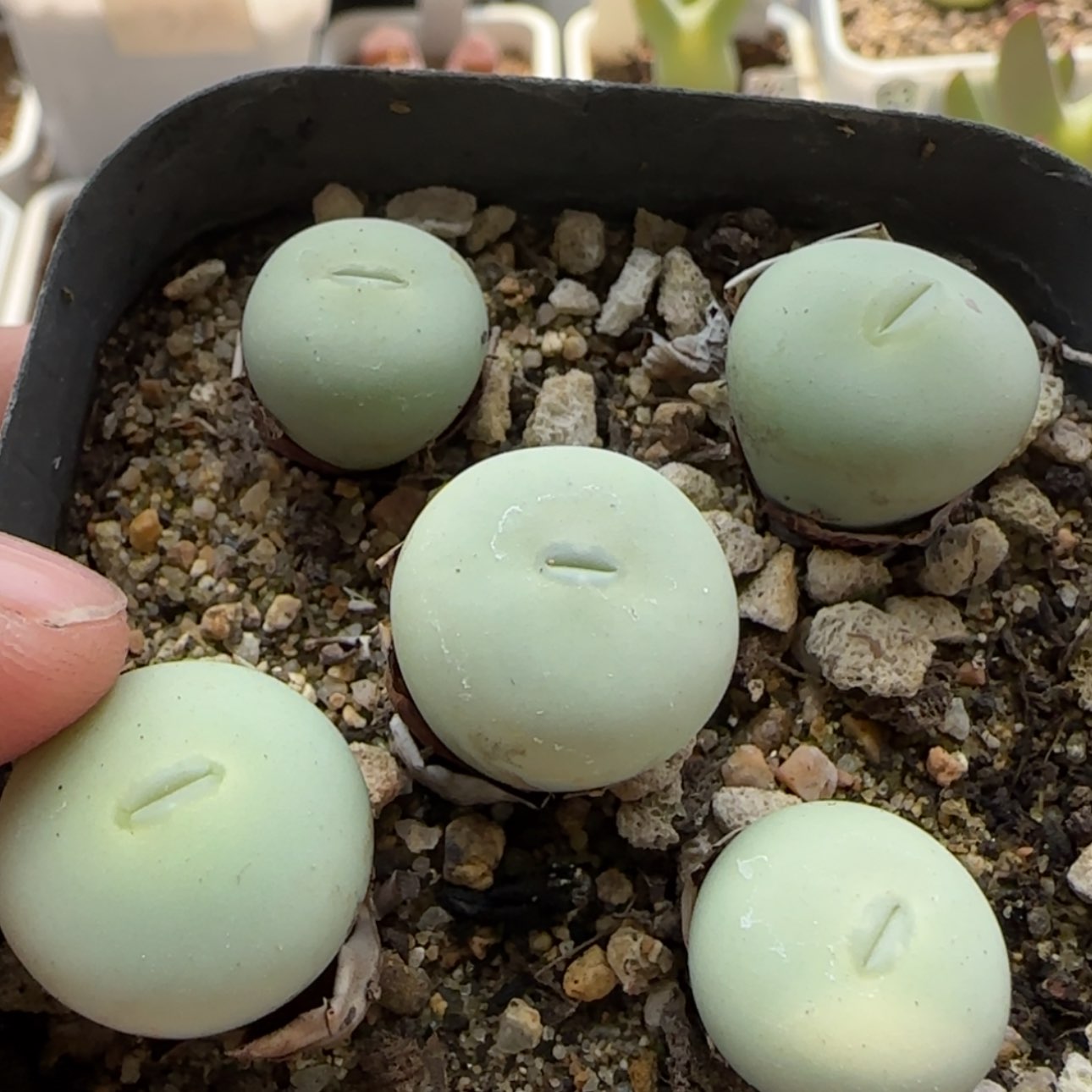 【闪购商品】8825     