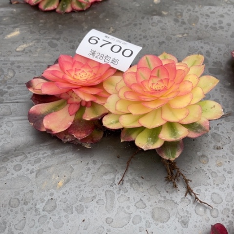 荔枝多肉的6700多肉