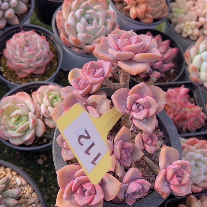 健健康康平平安安