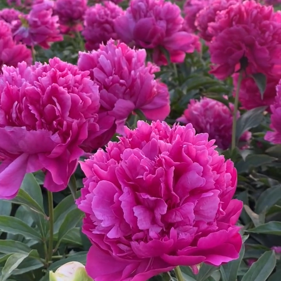 大富贵 芍药观赏芍药花苗盆栽菏泽芍药大苗重瓣花卉