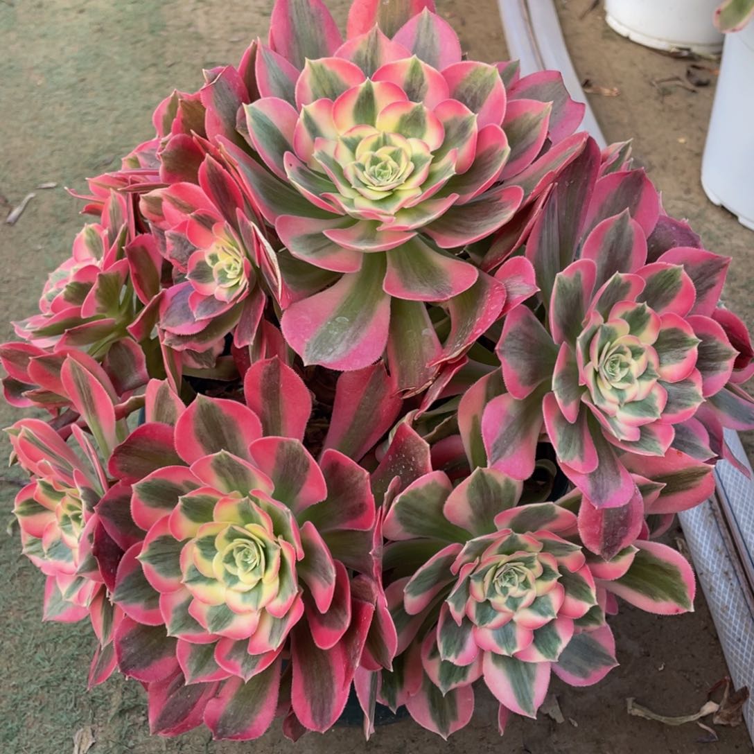 239粉女郎精品法师多肉