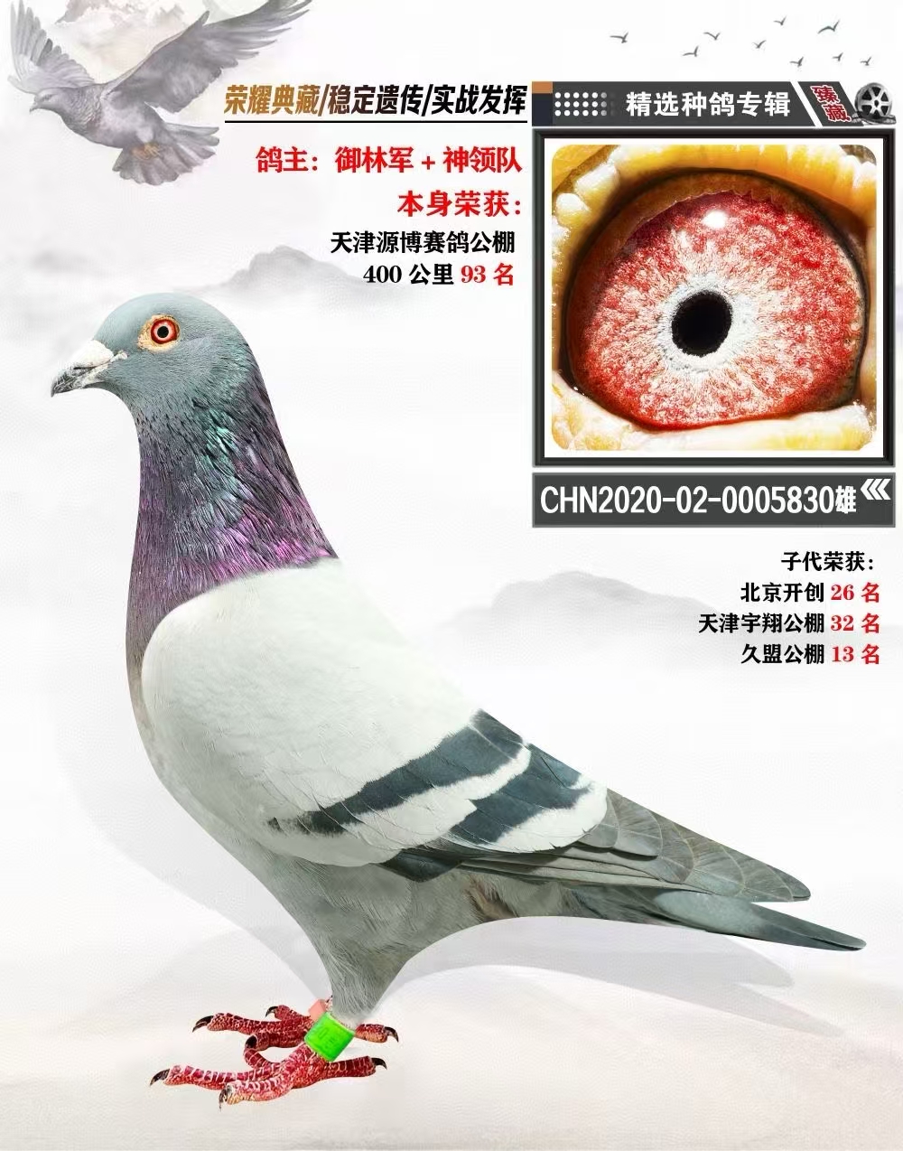 出售 血统鸽 成绩鸽 天落 