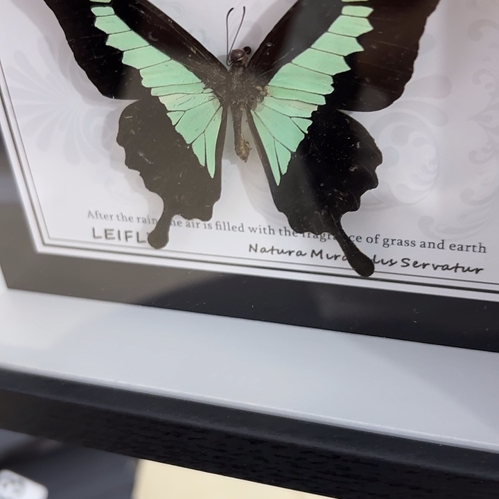 阿***贡蝴蝶标本定制215@