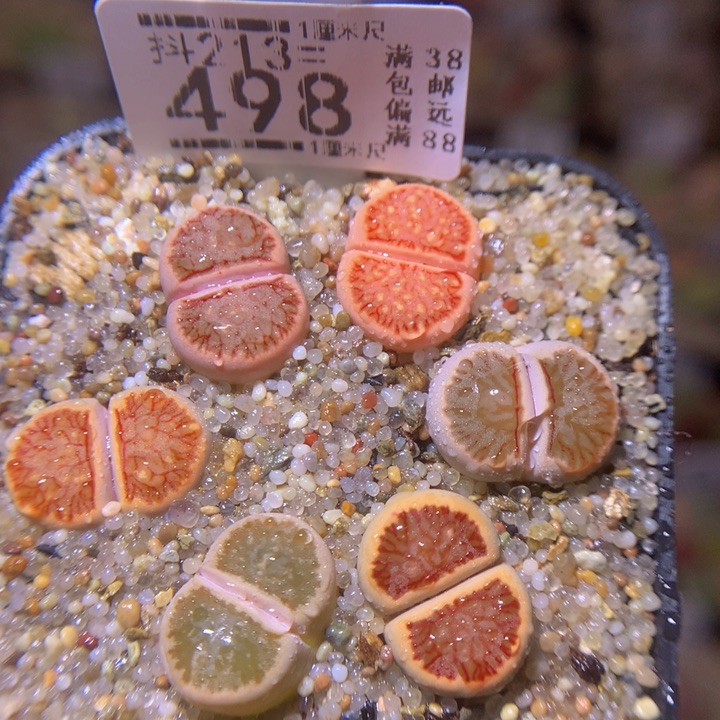 精品生石花213.498