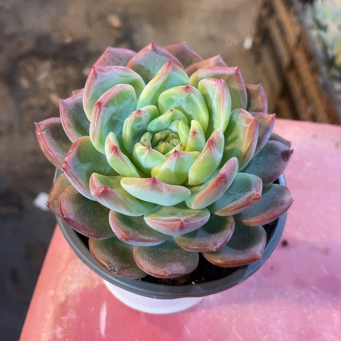 红鸾满20包邮脱土发货