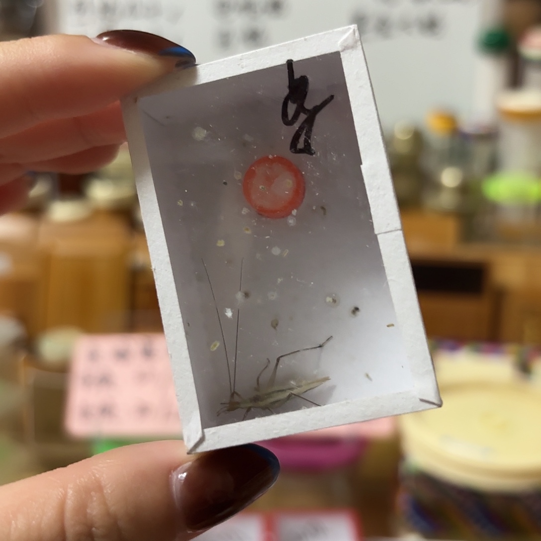 补差价紫竹不包断须尾