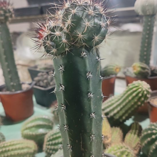 仙人球林氏换虾双头袖普嫁接