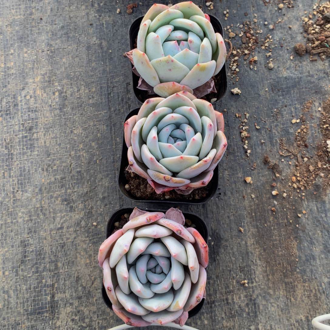 嫦娥单头多肉植物