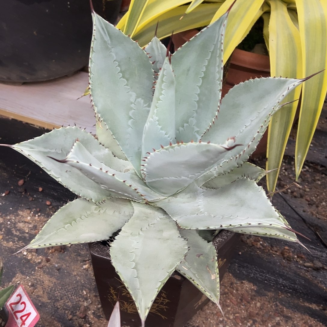 龙趾龙舌兰系列33cm