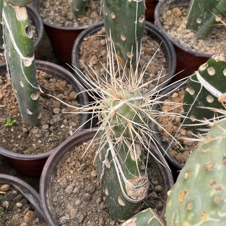 白狂刺习志野嫁接仙人球