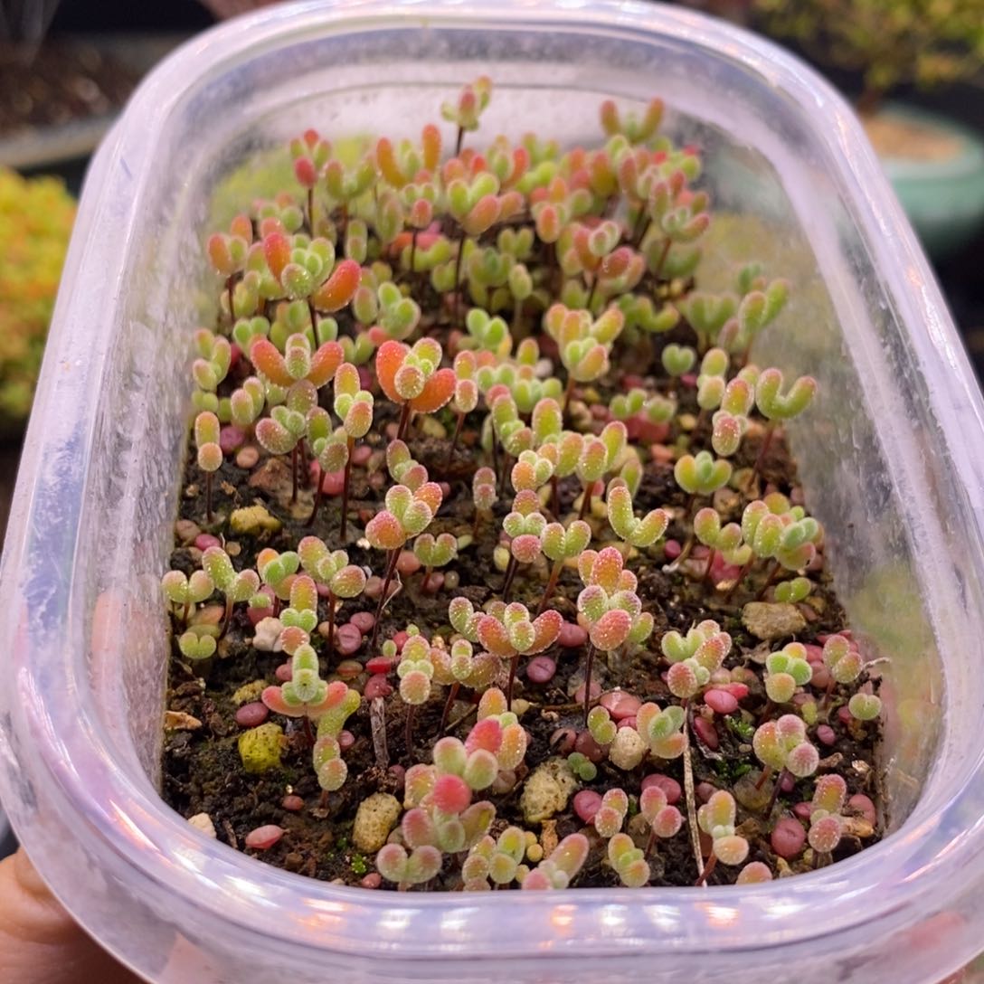 咯*哒148混合小苗。      