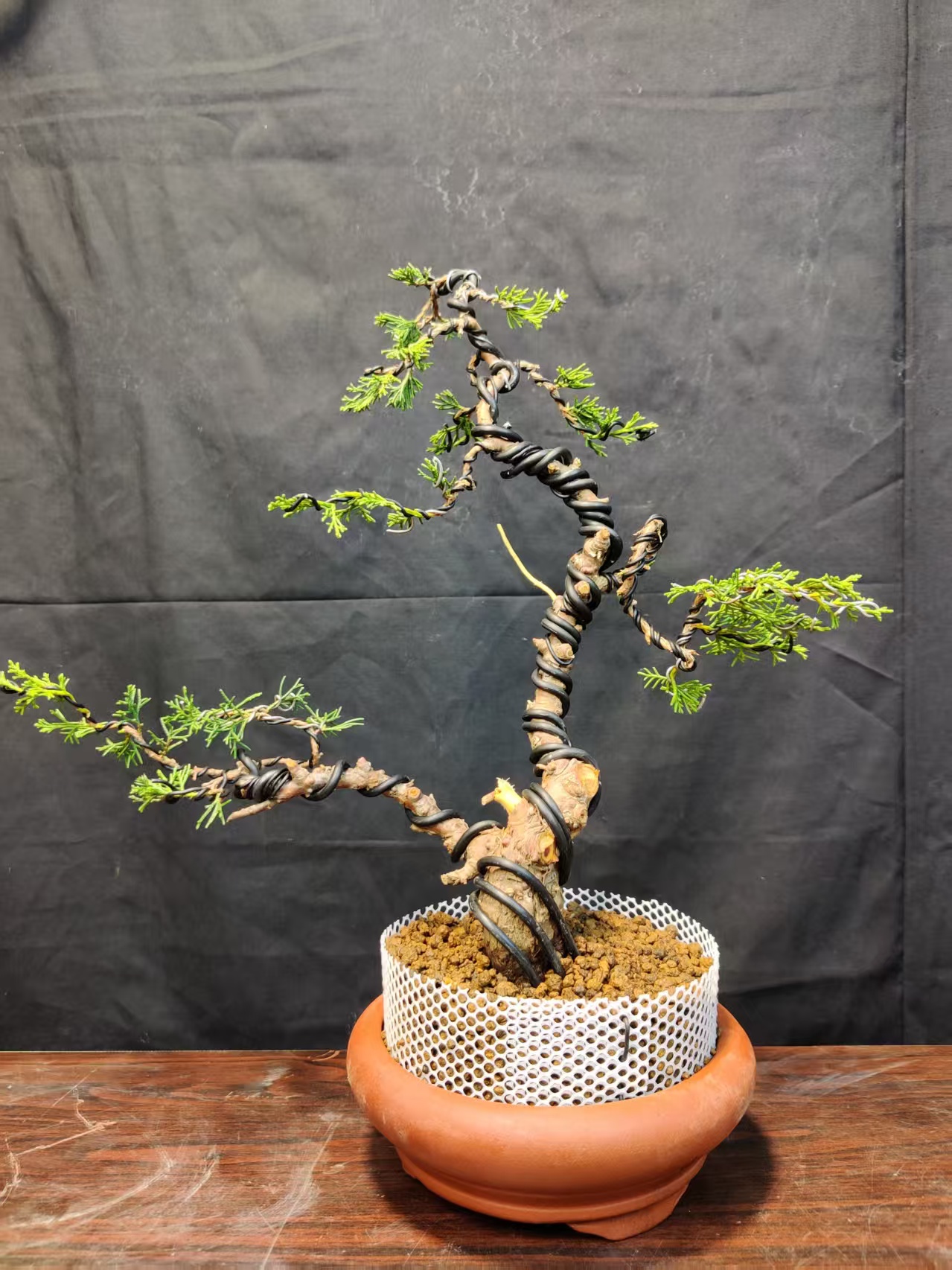 柏树宫板系鱼川真柏128