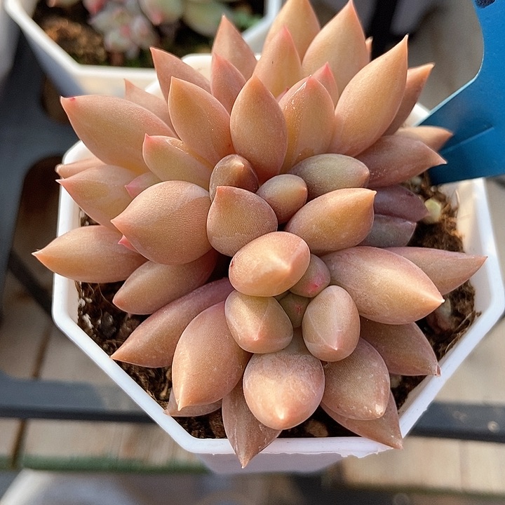 多人爱车厘子7065